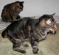 Felix_and_Freddie1.jpg